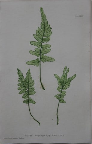 Thomas Moore - Nature-printed fern by Thomas Moore 1863: This print is from Nature-Printed British Ferns: Being Figures and Descriptions of the Species and Varieties of Ferns Found in the United Kingdom by Thomas Moore. Published by Bradbury & Evans, London