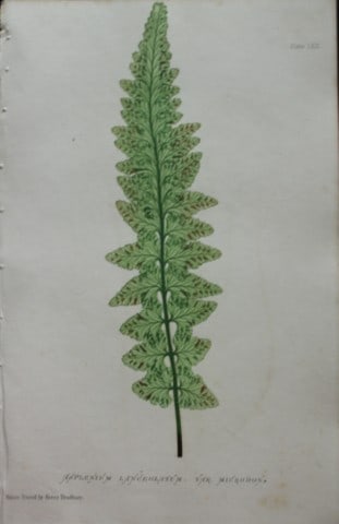 Thomas Moore - Nature-printed fern by Thomas Moore 1863: This print is from Nature-Printed British Ferns: Being Figures and Descriptions of the Species and Varieties of Ferns Found in the United Kingdom by Thomas Moore. Published by Bradbury & Evans, London