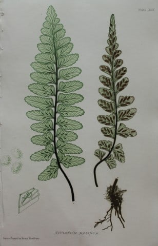 Thomas Moore - Nature-printed fern by Thomas Moore 1863: This print is from Nature-Printed British Ferns: Being Figures and Descriptions of the Species and Varieties of Ferns Found in the United Kingdom by Thomas Moore. Published by Bradbury & Evans, London