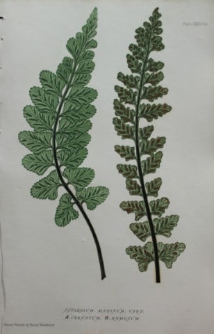Thomas Moore - Nature-printed ferns by Thomas Moore 1863: This print is from Nature-Printed British Ferns: Being Figures and Descriptions of the Species and Varieties of Ferns Found in the United Kingdom by Thomas Moore. Published by Bradbury & Evans, London