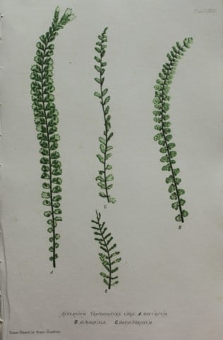 Thomas Moore - Nature-printed ferns by Thomas Moore 1863: This print is from Nature-Printed British Ferns: Being Figures and Descriptions of the Species and Varieties of Ferns Found in the United Kingdom by Thomas Moore. Published by Bradbury & Evans, London