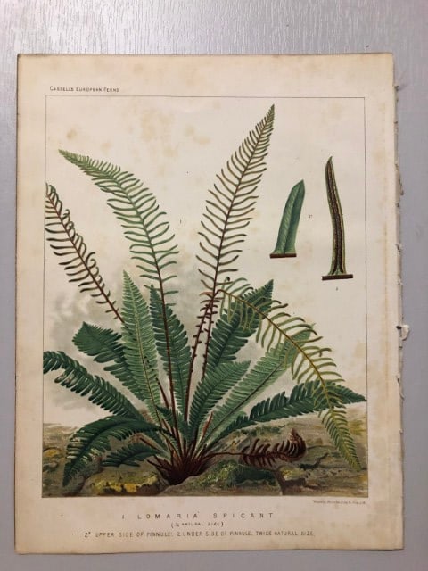 James Britten - Chromolithograph of European ferns 1879: This chromolithograph is from European Ferns by James Britten FLS. Published by Cassell, Petter, Galpin & Co. 1880. This antique print has large margins, perfect for mounting and framing. The plates i