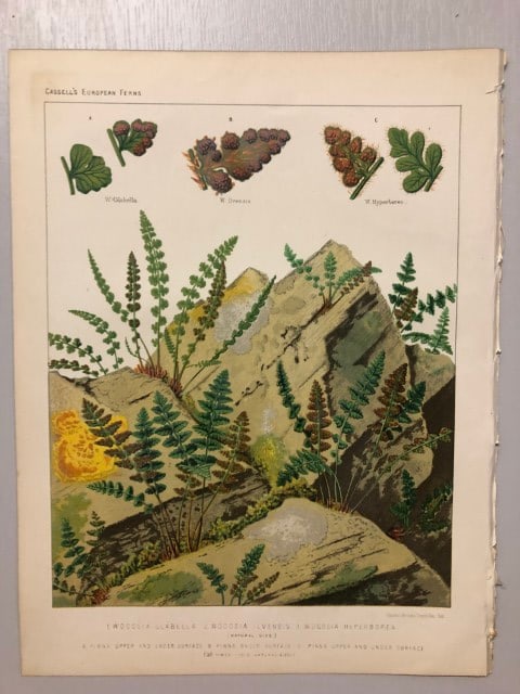 James Britten - Chromolithograph of European ferns 1879: This chromolithograph is from European Ferns by James Britten FLS. Published by Cassell, Petter, Galpin & Co. 1880. This antique print has large margins, perfect for mounting and framing. The plates i