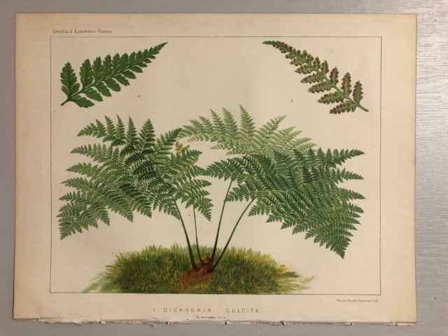 James Britten - Chromolithograph of European ferns 1879: This chromolithograph is from European Ferns by James Britten FLS. Published by Cassell, Petter, Galpin & Co. 1880. This antique print has large margins, perfect for mounting and framing. The plates i