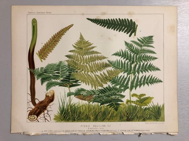 James Britten - Chromolithograph of European ferns 1879: This chromolithograph is from European Ferns by James Britten FLS. Published by Cassell, Petter, Galpin & Co. 1880. This antique print has large margins, perfect for mounting and framing. The plates i
