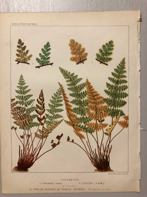 James Britten - Chromolithograph of European ferns 1879: This chromolithograph is from European Ferns by James Britten FLS. Published by Cassell, Petter, Galpin & Co. 1880. This antique print has large margins, perfect for mounting and framing. The plates i