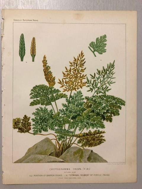 James Britten - Chromolithograph of European ferns 1879: This chromolithograph is from European Ferns by James Britten FLS. Published by Cassell, Petter, Galpin & Co. 1880. This antique print has large margins, perfect for mounting and framing. The plates i
