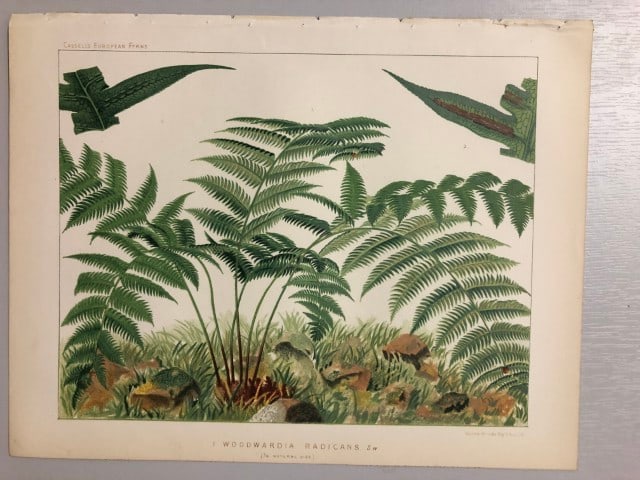 James Britten - Chromolithograph of European ferns 1879: This chromolithograph is from European Ferns by James Britten FLS. Published by Cassell, Petter, Galpin & Co. 1880. This antique print has large margins, perfect for mounting and framing. The plates i