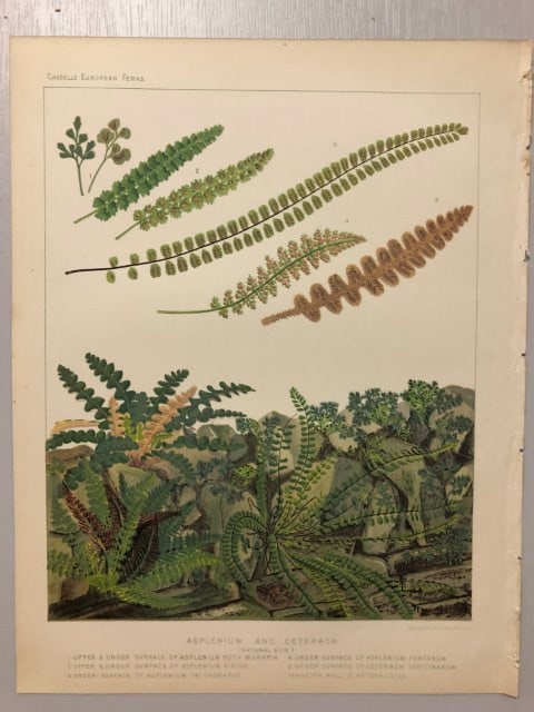 James Britten - Chromolithograph of European ferns 1879: This chromolithograph is from European Ferns by James Britten FLS. Published by Cassell, Petter, Galpin & Co. 1880. This antique print has large margins, perfect for mounting and framing. The plates i