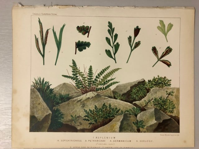 James Britten - Chromolithograph of European ferns 1879: This chromolithograph is from European Ferns by James Britten FLS. Published by Cassell, Petter, Galpin & Co. 1880. This antique print has large margins, perfect for mounting and framing. The plates i