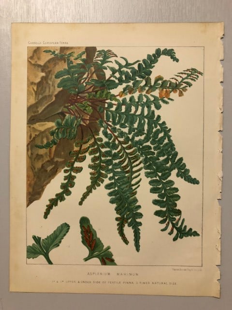 James Britten - Chromolithograph of European ferns 1879: This chromolithograph is from European Ferns by James Britten FLS. Published by Cassell, Petter, Galpin & Co. 1880. This antique print has large margins, perfect for mounting and framing. The plates i