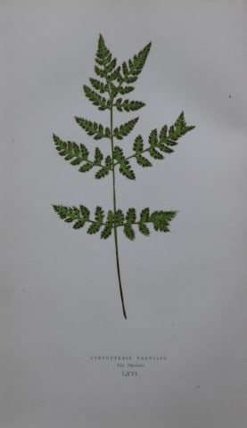 Edward Lowe - Hand-coloured fern engraving 1869: This hand-finished colour wood-cut engraving is from Edward Lowe's Our Native Ferns published by Groombridge & Sons, London, 1869. This is one of several books on British ferns and grasses written by 