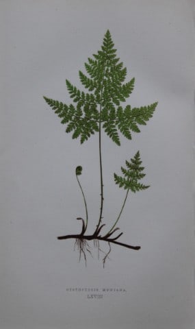 Edward Lowe - Hand-coloured fern engraving 1869: This hand-finished colour wood-cut engraving is from Edward Lowe's Our Native Ferns published by Groombridge & Sons, London, 1869. This is one of several books on British ferns and grasses written by 