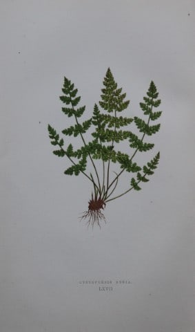 Edward Lowe - Hand-coloured fern engraving 1869: This hand-finished colour wood-cut engraving is from Edward Lowe's Our Native Ferns published by Groombridge & Sons, London, 1869. This is one of several books on British ferns and grasses written by 