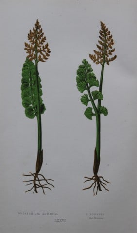 Edward Lowe - Hand-coloured fern engraving 1869: This hand-finished colour wood-cut engraving is from Edward Lowe's Our Native Ferns published by Groombridge & Sons, London, 1869. This is one of several books on British ferns and grasses written by 