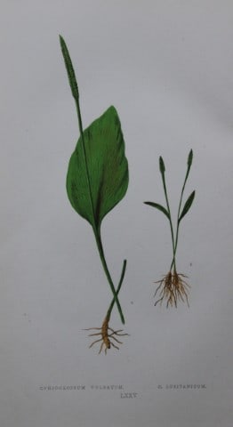 Edward Lowe - Hand-coloured fern engraving 1869: This hand-finished colour wood-cut engraving is from Edward Lowe's Our Native Ferns published by Groombridge & Sons, London, 1869. This is one of several books on British ferns and grasses written by 