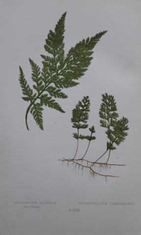 Edward Lowe - Hand-coloured fern engraving 1869: This hand-finished colour wood-cut engraving is from Edward Lowe's Our Native Ferns published by Groombridge & Sons, London, 1869. This is one of several books on British ferns and grasses written by 