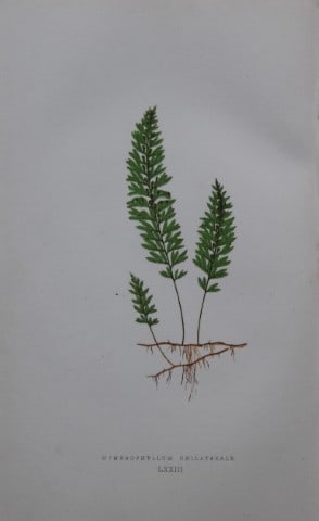 Edward Lowe - Hand-coloured fern engraving 1869: This hand-finished colour wood-cut engraving is from Edward Lowe's Our Native Ferns published by Groombridge & Sons, London, 1869. This is one of several books on British ferns and grasses written by 