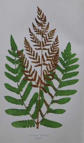 Edward Lowe - Hand-coloured fern engraving 1869: This hand-finished colour wood-cut engraving is from Edward Lowe's Our Native Ferns published by Groombridge & Sons, London, 1869. This is one of several books on British ferns and grasses written by 