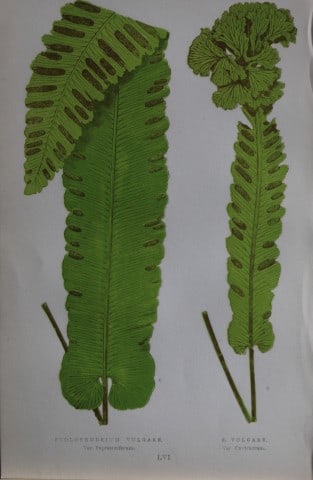 Edward Lowe - Hand-coloured fern engraving 1869: This hand-finished colour wood-cut engraving is from Edward Lowe's Our Native Ferns published by Groombridge & Sons, London, 1869. This is one of several books on British ferns and grasses written by 