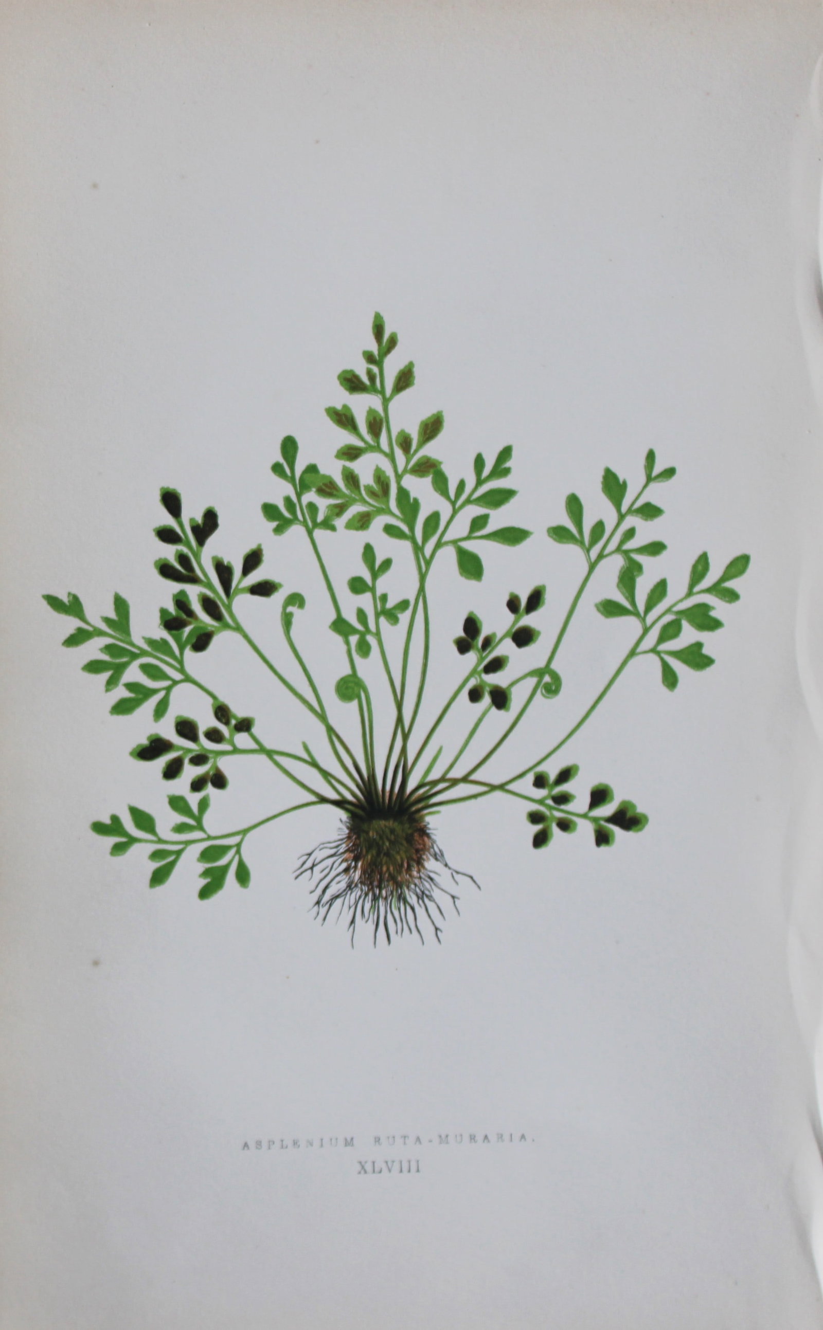 Edward Lowe - Hand-coloured fern engraving 1869: This hand-finished colour wood-cut engraving is from Edward Lowe's Our Native Ferns published by Groombridge & Sons, London, 1869. This is one of several books on British ferns and grasses written by 