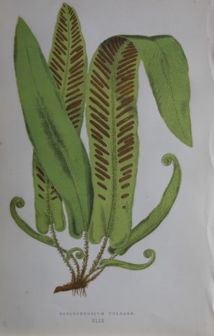 Edward Lowe - Hand-coloured fern engraving 1869: This hand-finished colour wood-cut engraving is from Edward Lowe's Our Native Ferns published by Groombridge & Sons, London, 1869. This is one of several books on British ferns and grasses written by 