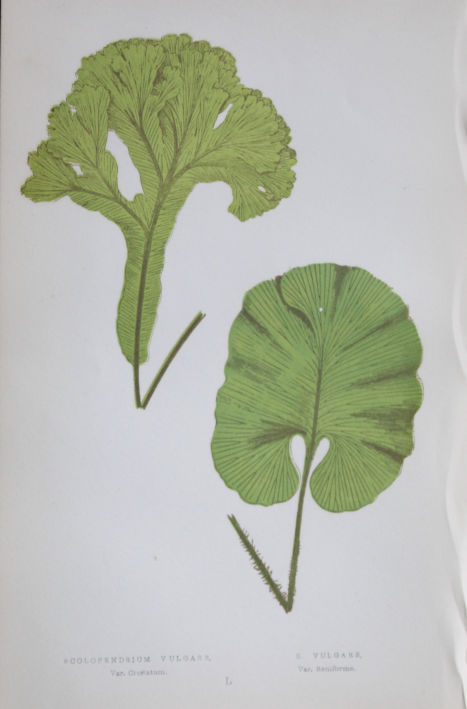 Edward Lowe - Hand-coloured fern engraving 1869: This hand-finished colour wood-cut engraving is from Edward Lowe's Our Native Ferns published by Groombridge & Sons, London, 1869. This is one of several books on British ferns and grasses written by 