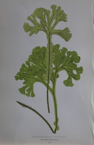Edward Lowe - Hand-coloured fern engraving 1869: This hand-finished colour wood-cut engraving is from Edward Lowe's Our Native Ferns published by Groombridge & Sons, London, 1869. This is one of several books on British ferns and grasses written by 