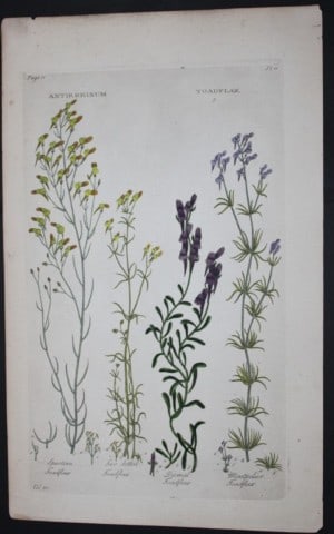 Sir John Hill - Engraving of Toadflax from The Vegetable System 1770-75: This original hand-coloured copperplate engraving on handmade wove paper is from The Vegetable System. Or, The Internal Structure, and the Life of Plants by Sir John Hill. Published by the author, Lon