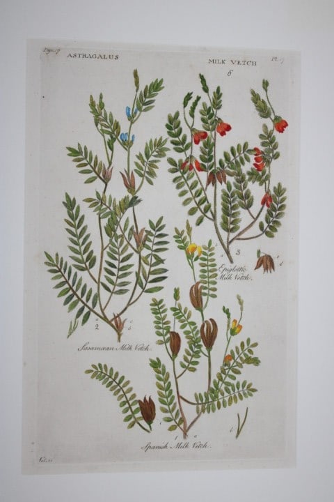 Sir John Hill - Engraving of Milk Vetch from The Vegetable System 1770-75: This original hand-coloured copperplate engraving on handmade wove paper is from The Vegetable System. Or, The Internal Structure, and the Life of Plants by Sir John Hill. Published by the author, Lon