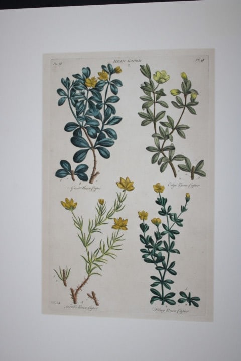 Sir John Hill - Engraving of Bean Caper from The Vegetable System 1770-75: This original hand-coloured copperplate engraving on handmade wove paper is from The Vegetable System. Or, The Internal Structure, and the Life of Plants by Sir John Hill. Published by the author, Lon