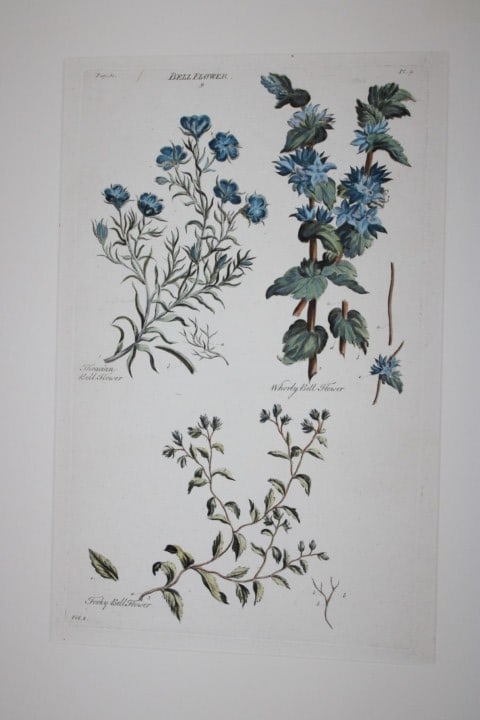 Sir John Hill - Engraving of Bellflower from The Vegetable System 1770-75: This original hand-coloured copperplate engraving on handmade wove paper is from The Vegetable System. Or, The Internal Structure, and the Life of Plants by Sir John Hill. Published by the author, Lon