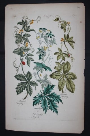 Sir John Hill - Engraving of Briony from The Vegetable System 1770-75: This original hand-coloured copperplate engraving on handmade wove paper is from The Vegetable System. Or, The Internal Structure, and the Life of Plants by Sir John Hill. Published by the author, Lon