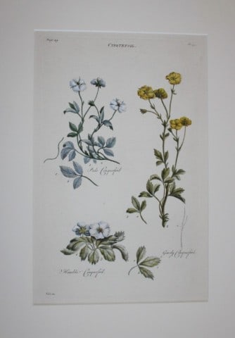 Sir John Hill - Engraving of Cinquefoil from The Vegetable System 1770-75: This original hand-coloured copperplate engraving on handmade wove paper is from The Vegetable System. Or, The Internal Structure, and the Life of Plants by Sir John Hill. Published by the author, Lon