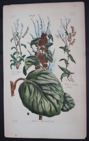 Sir John Hill - Engraving of Dock Plants from The Vegetable System 1770-75: This original hand-coloured copperplate engraving on handmade wove paper is from The Vegetable System. Or, The Internal Structure, and the Life of Plants by Sir John Hill. Published by the author, Lon