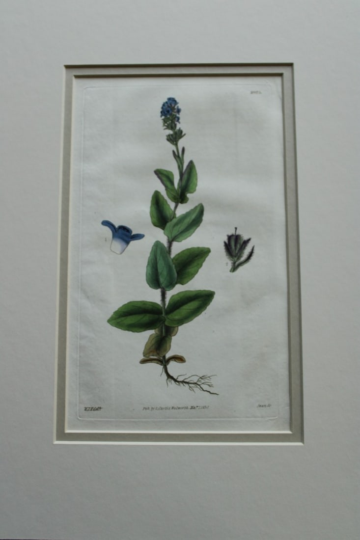 WJ Hooker - Rare engraving from the Botanical Magazine 1830: This rare plate is from Curtis Botanical Magazine drawn by William J Hooker and engraved by Joseph Swan. Published by S Curtis Walworth 1830.The plates are known for their fine detail and delicate han