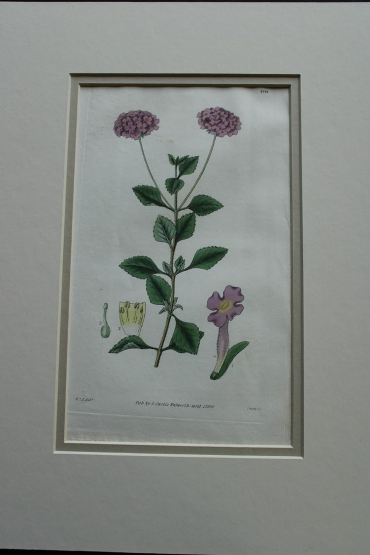 WJ Hooker - Rare engraving from the Botanical Magazine 1830: This rare plate is from Curtis Botanical Magazine drawn by William J Hooker and engraved by Joseph Swan. Published by S Curtis Walworth 1830.The plates are known for their fine detail and delicate han