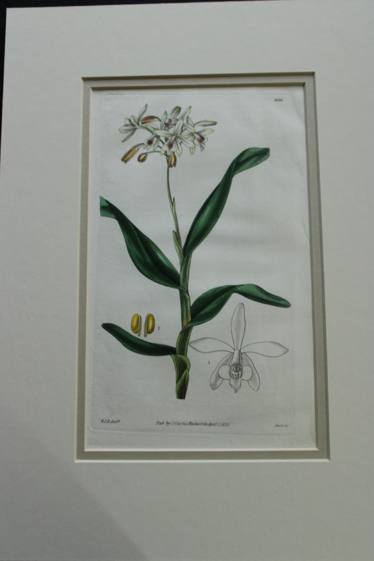 WJ Hooker - Rare engraving from the Botanical Magazine 1830: This rare plate is from Curtis Botanical Magazine drawn by William J Hooker and engraved by Joseph Swan. Published by S Curtis Walworth 1830.The plates are known for their fine detail and delicate han