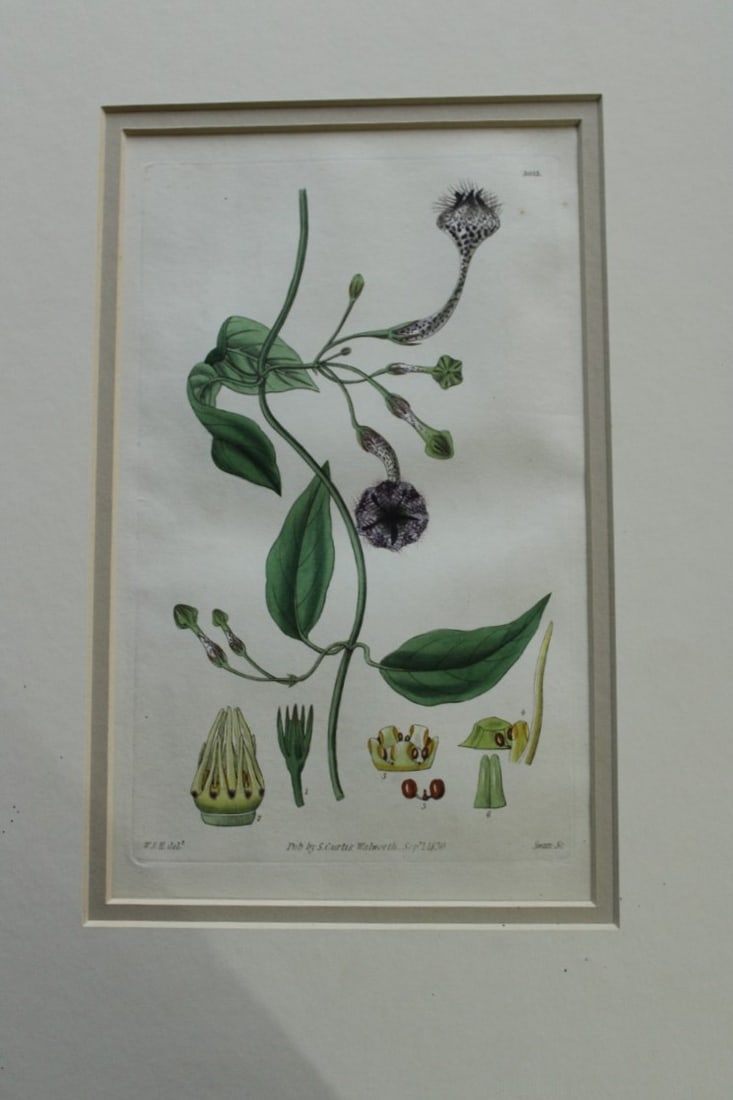 WJ Hooker - Rare engraving from the Botanical Magazine 1830: This rare plate is from Curtis Botanical Magazine drawn by William J Hooker and engraved by Joseph Swan. Published by S Curtis Walworth 1830.The plates are known for their fine detail and delicate han