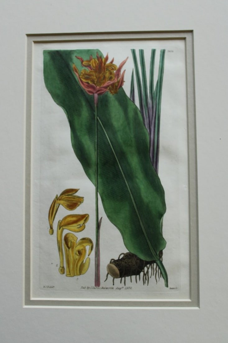 WJ Hooker - Rare engraving from the Botanical Magazine 1830: This rare plate is from Curtis Botanical Magazine drawn by William J Hooker and engraved by Joseph Swan. Published by S Curtis Walworth 1830.The plates are known for their fine detail and delicate han