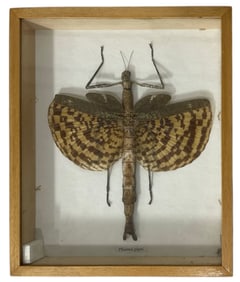 Gigantic Walking Stick Insect Framed Taxidermy