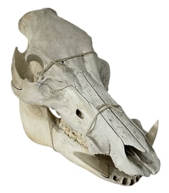 Wild Boar Full Skull