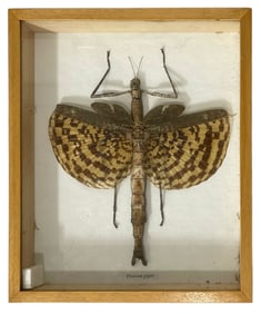 Phasma Gigas | Taxidermy