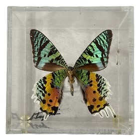 Framed Taxidermy Butterfly Insect