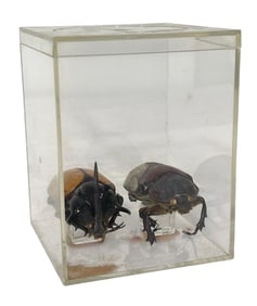 Framed Taxidermy Beetle Insects