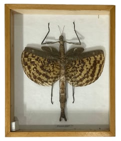 Framed Taxidermy Phasma Gigas