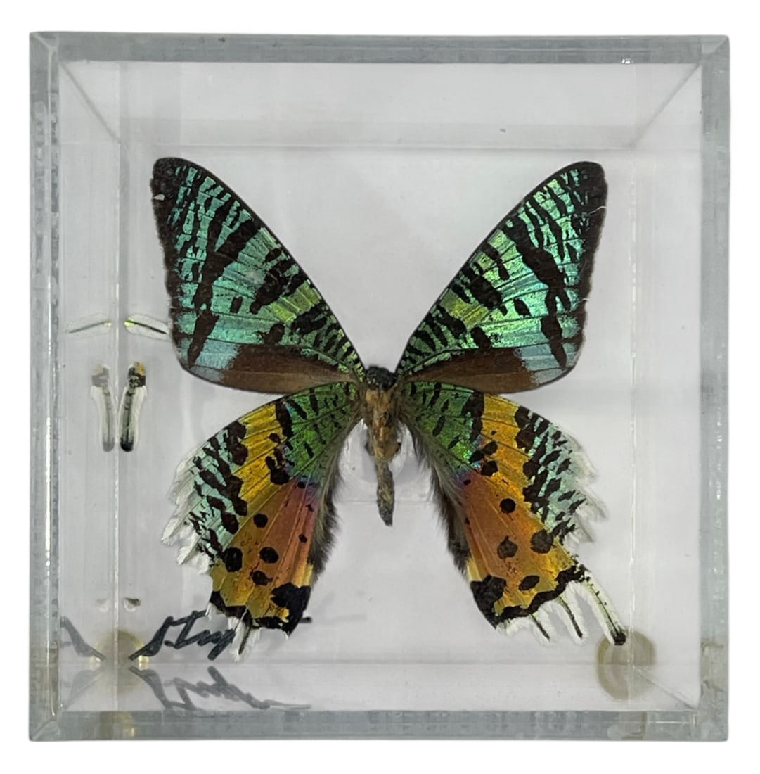 Framed Madagascan Sunset Moth | Signed (1 of 2)