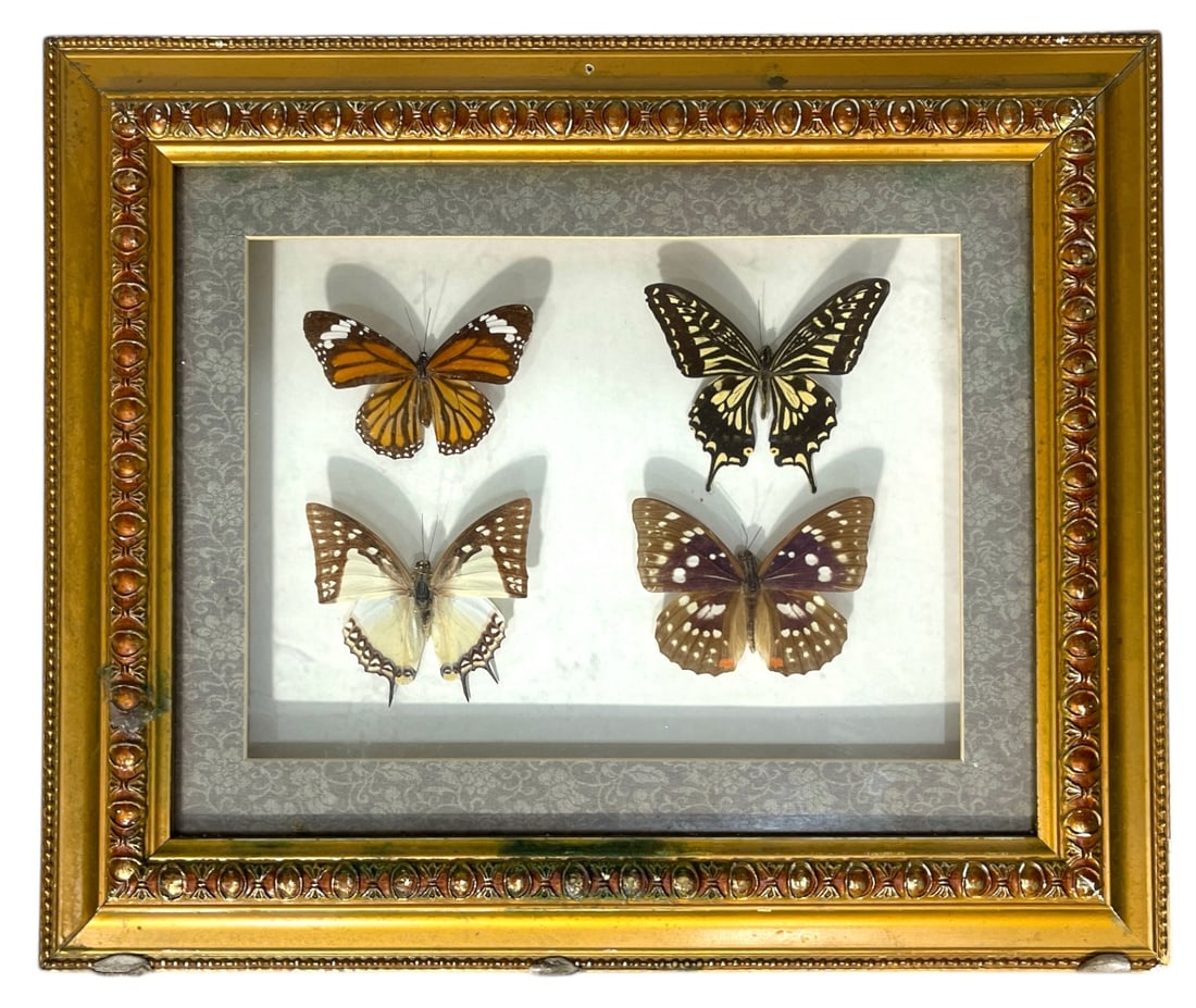 Vintage Framed Butterfly Species Wall Display (1 of 1)