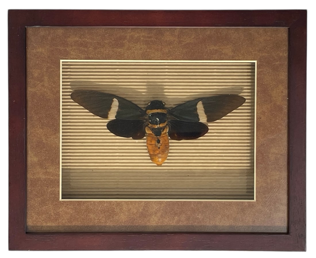 Framed Tosena Albata: Framed Tosena Albata