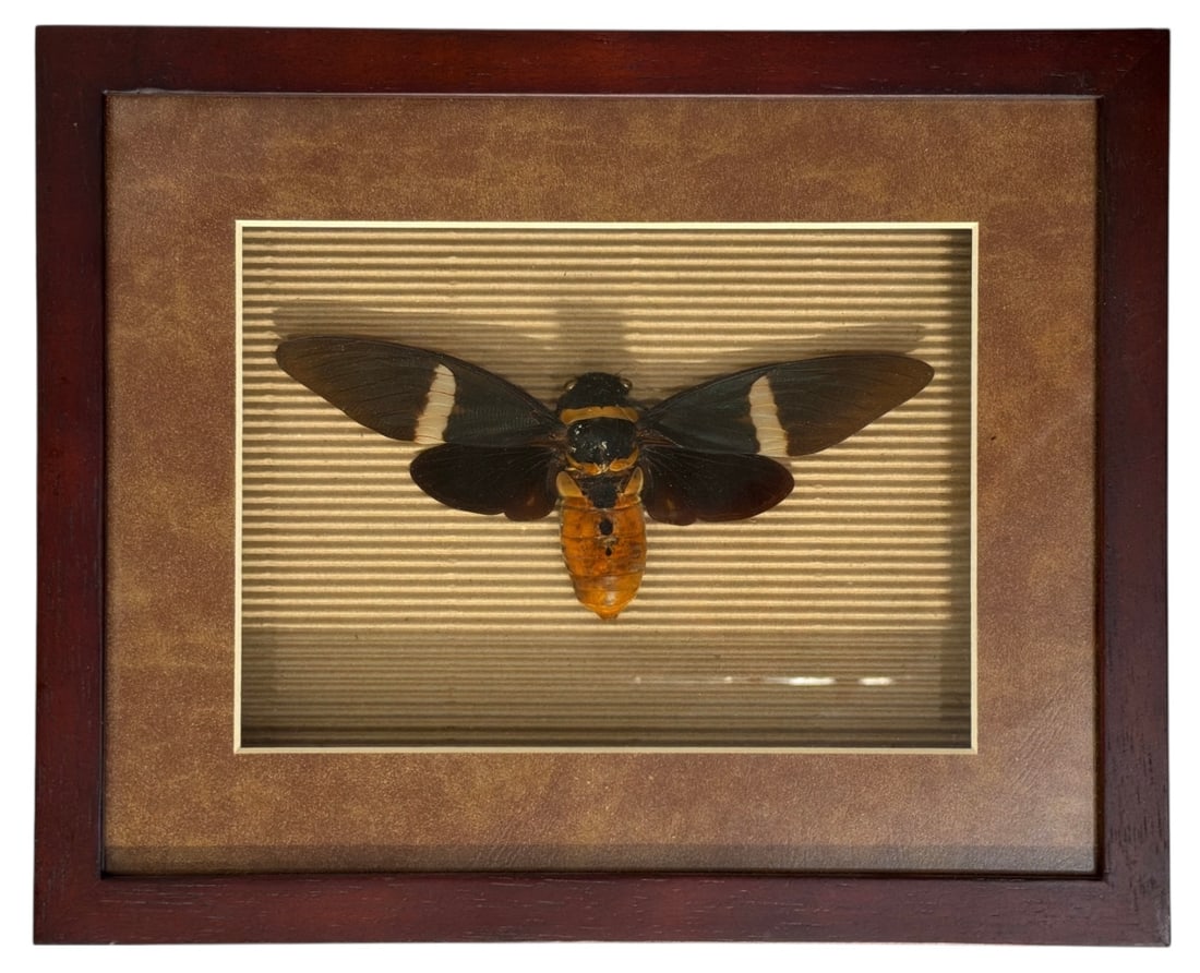 Framed Insect Taxidermy Display Featuring a Tosena Albata Cicada: Framed Insect Taxidermy Display Featuring a Tosena Albata Cicada